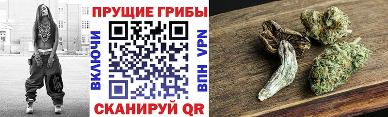 Псилоцибиновые грибы мицелий Пролетарск